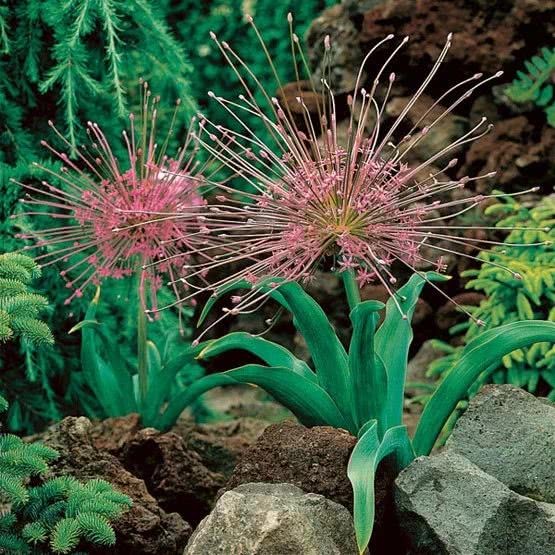 These exquisite plants are suitable for cultivation in autumn and can produce brilliant flowers in spring.