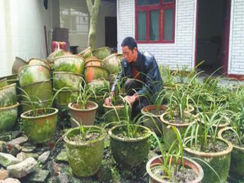 Change the basin for Lan, cut off the old root and tell the son to throw it away and come back with 20 yuan. Son: there's a surprise.