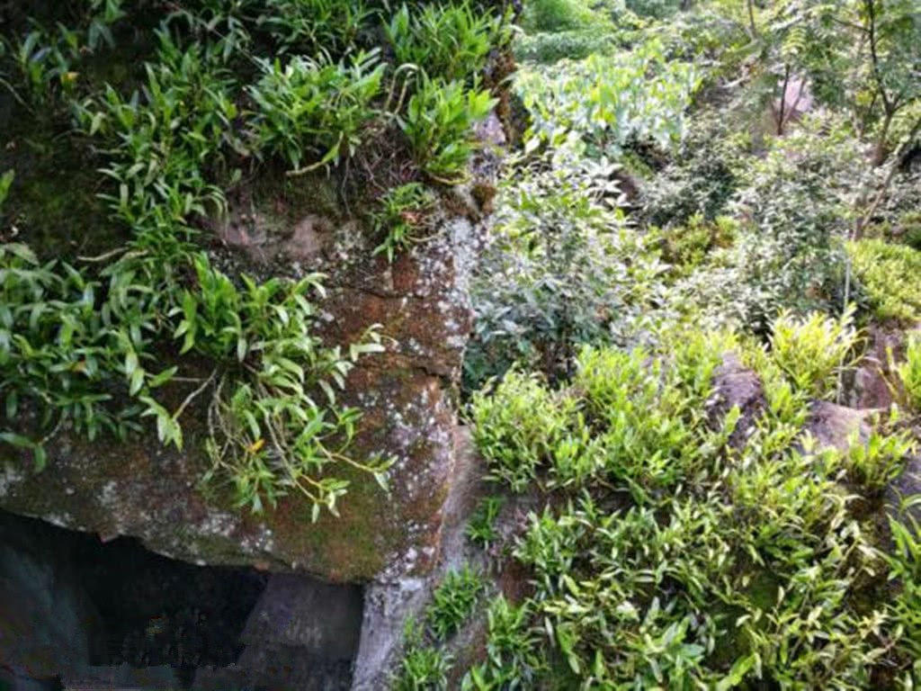 The cliff in front of my aunt's house was covered with grass and was bought for 3800 yuan and chased after knowing the truth.