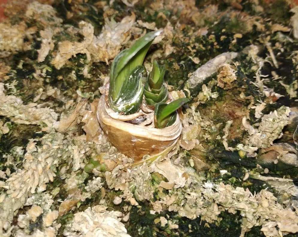 The magnolia sprouted 5 buds after beheading for 3 months.