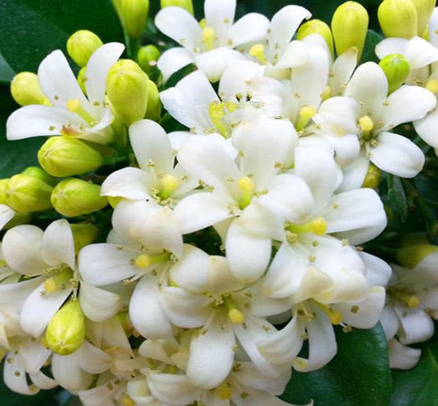 This flower is 10 times stronger than sweet-scented osmanthus to purify the air.