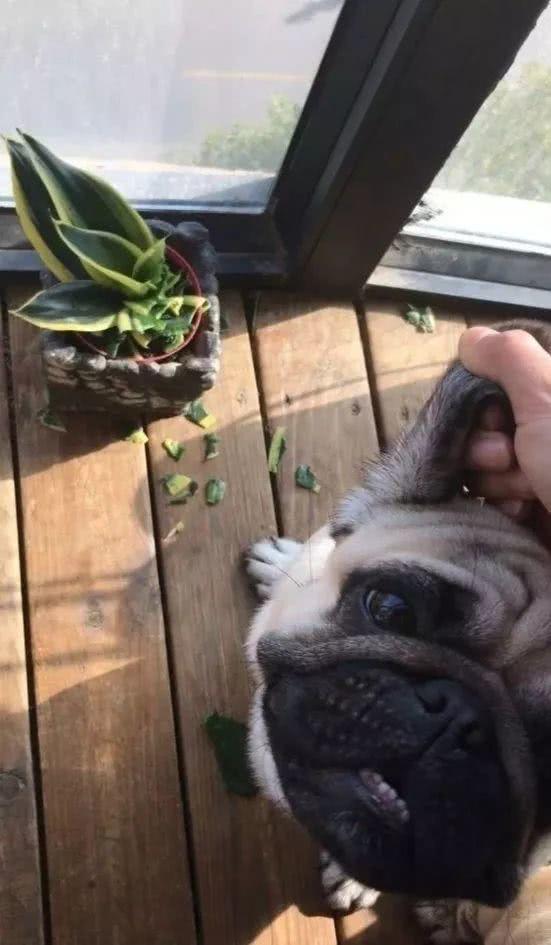 Her cat keeps succulent plants with its owner, and it can't fit in the yard.