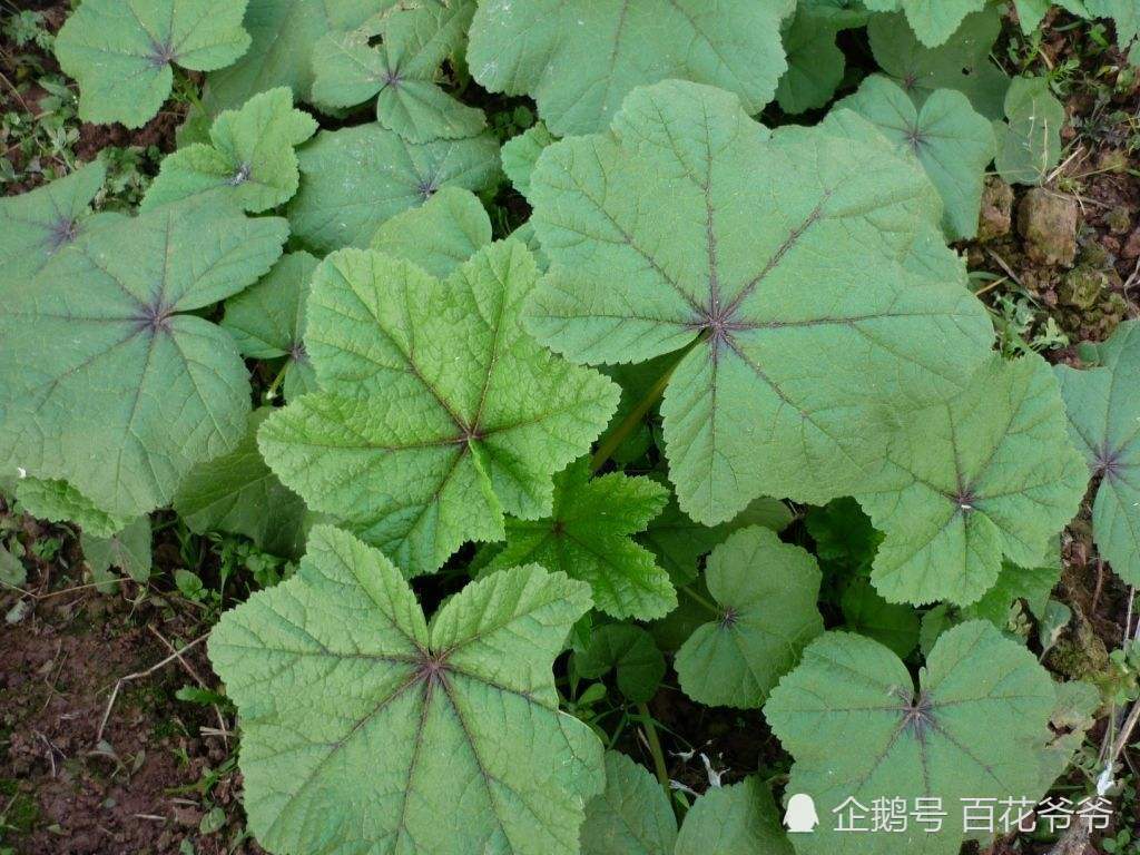 This wild vegetable by the roadside, no one wants leaves, palms, blossoms, beautiful, nutritious and can cure coughing.