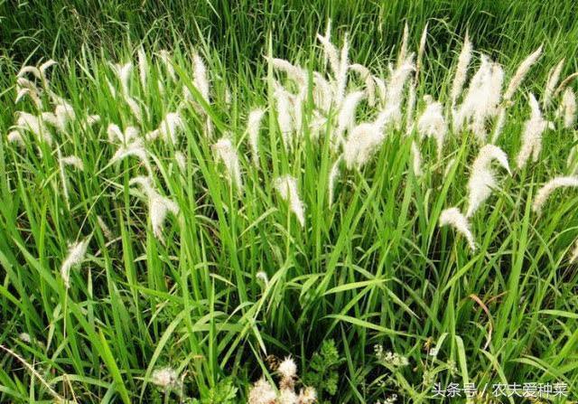 The root of this roadside weed is inconspicuous, but it can be sold for 20 yuan per jin. It is generally removed as a weed.