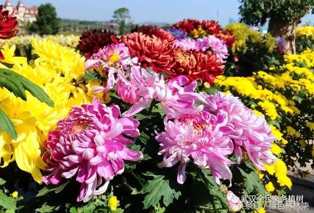 For a whole month, 2.8 million pots of chrysanthemums swept all over Wuhan with golden armour. Go and see it.