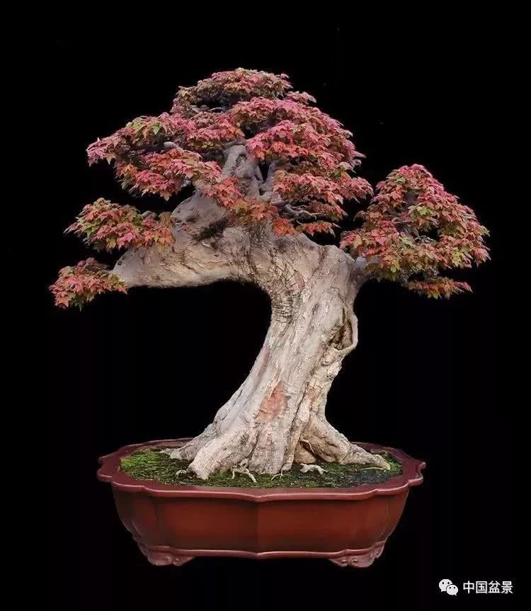 Appreciation of Lei Tianzhou Triangle Maple Bonsai