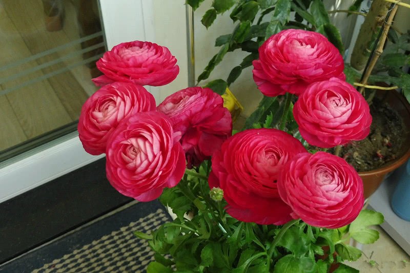 The most beautiful grass flowers are known as herbaceous peonies and are easy to be cultivated in pots.