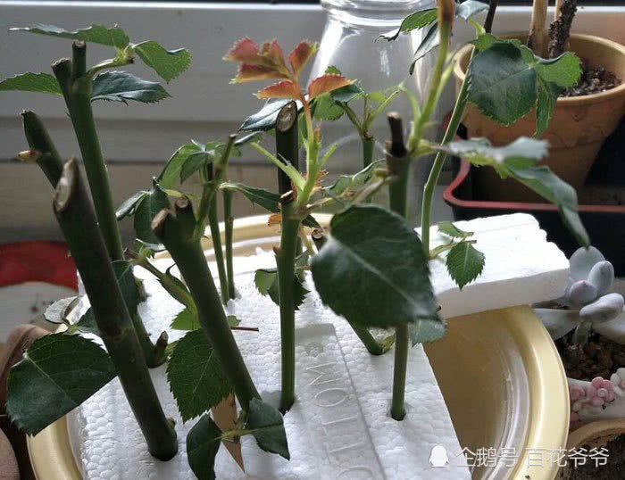 Does rose cuttage take root? Soak the branches in the water and take more steps to take root in 30 days.