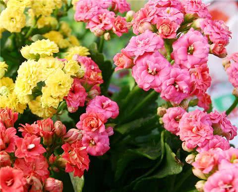 It only takes four moves for longevity flowers to blossom in pots.