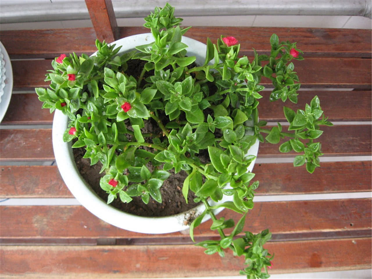 These three kinds of flowers are raised in the yard, climbing up the wall and accidentally shaping a brilliant flower sea.