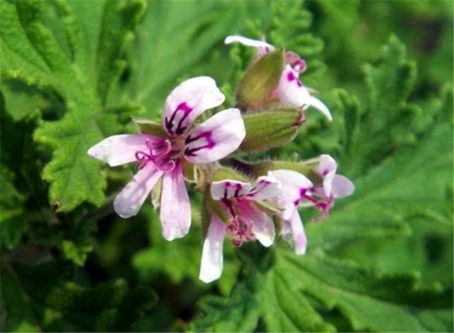 Four kinds of potted plants can repel mosquitoes. Now these plants can be used.