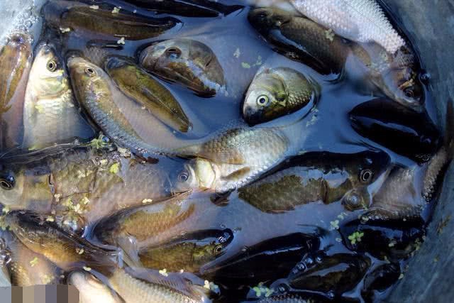 What are the characteristics of wild crucian carp? how to distinguish between farmed and wild crucian carp?