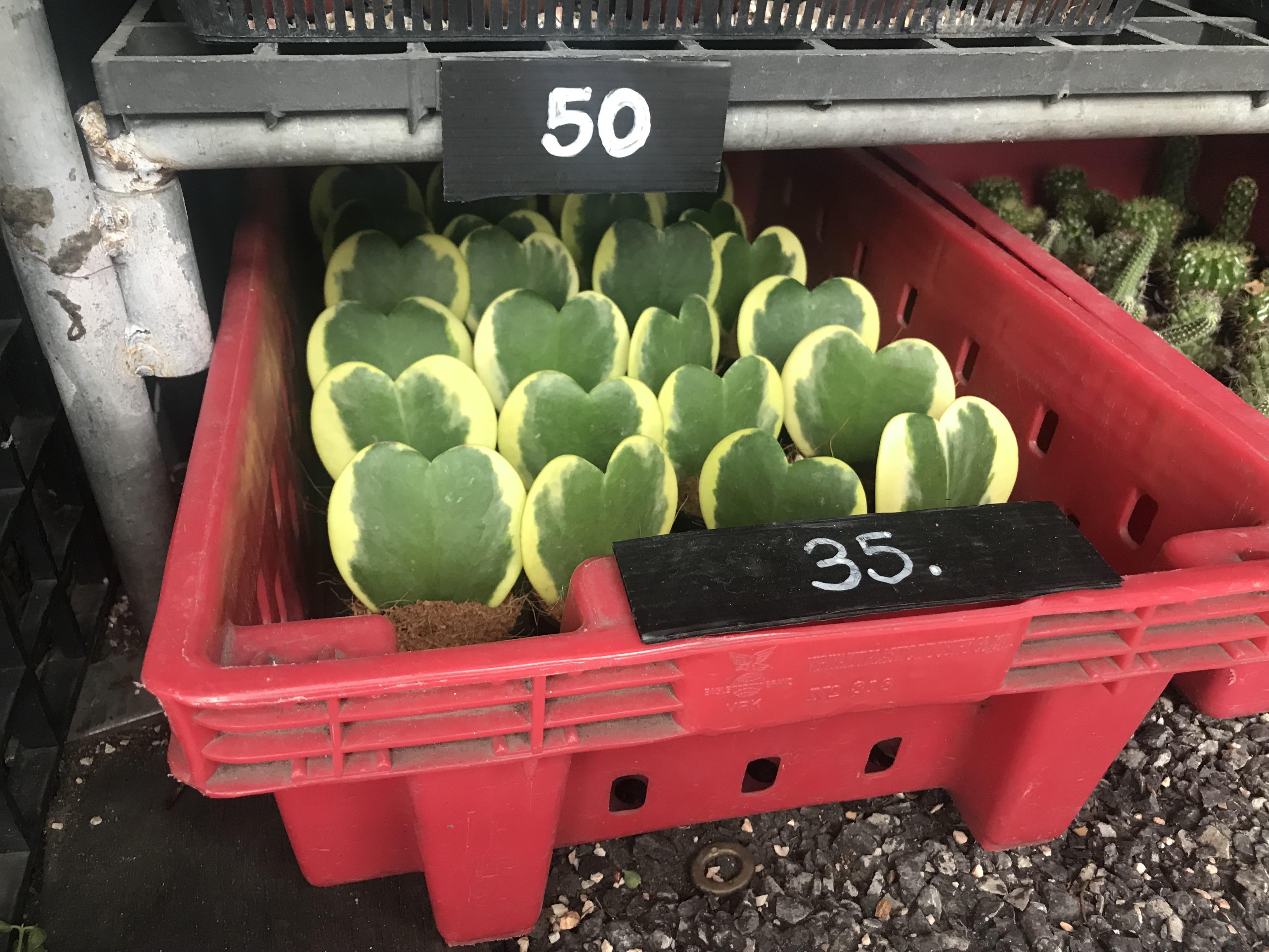 There is a kind of heart-shaped potted plant on the market. Buy one get one free single dogs can only be bought at the original price.