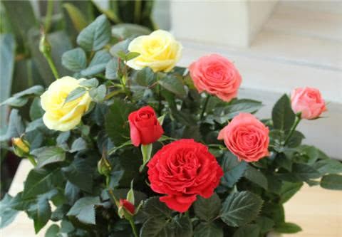 Learn to fertilize the rose in autumn and the flowers are big and colorful.