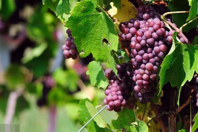 Do vines need fertilizer in winter? How to apply fertilizer?