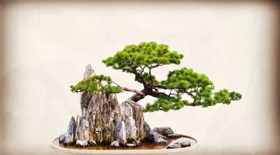 Know the bonsai with stone