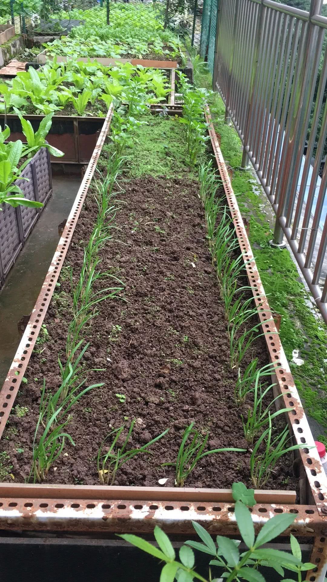 The ultimate way to deal with the diseases and insect pests of growing vegetables on the balcony is to use crop rotation to solve your worries.