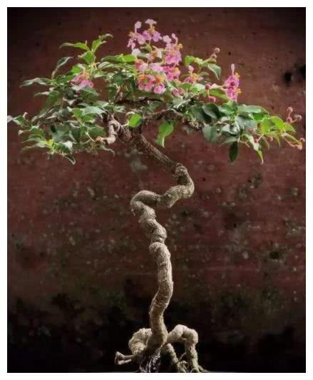 Come and learn the four modeling skills of bonsai.