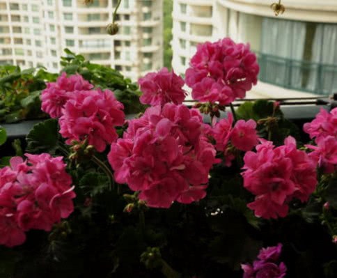 Frosts Descent is coming to these three kinds of flowers, cut them quickly and miss them for another year.