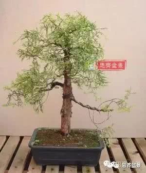 A little trick to quickly solve the problem of bonsai feet