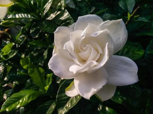 The flowers bloom beautifully and the fragrance is rich. If you want to raise gardenia, these four methods are the most effective.