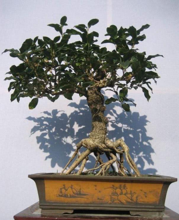 The fragrance of sweet-scented osmanthus is all over the garden. If you want to grow sweet-scented osmanthus into bonsai, you should use this method skillfully.