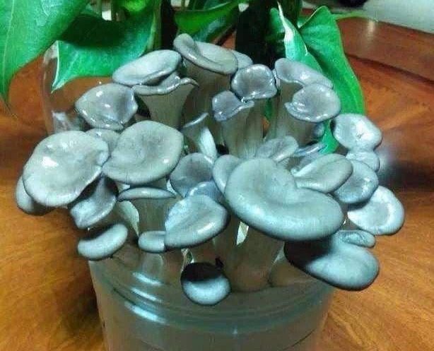 Mushrooms can also make balcony bonsai. It's great that I can't finish it in a month.