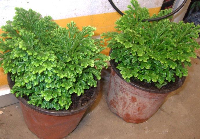 Dig a tree on the hillside and keep it in a basin for three months without watering it.