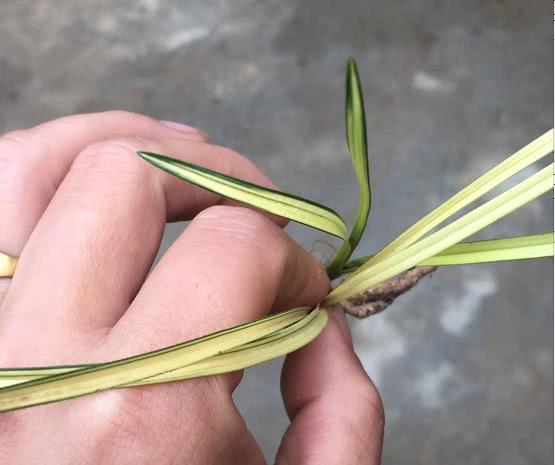 The weak seedlings of potted orchids are rejuvenated and the cheap introduced seedlings grow into tens of thousands of grasses.