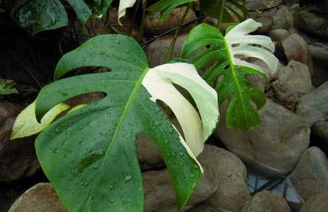 The three most common green plants in the trash can don't just give up when you see them dying.