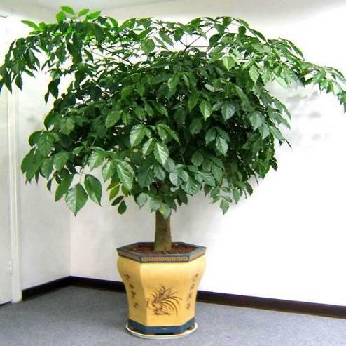 You have to raise these four kinds of trees even if you don't raise any flowers indoors. Each of these four kinds of trees is a wealth tree and is very easy to raise.