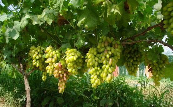 Can you grow grapes on the balcony? It's great to learn these two tricks with great results.