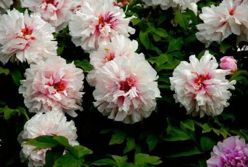 Why the peony bonsai, one of the quintessence of China, is so popular is the most important thing.