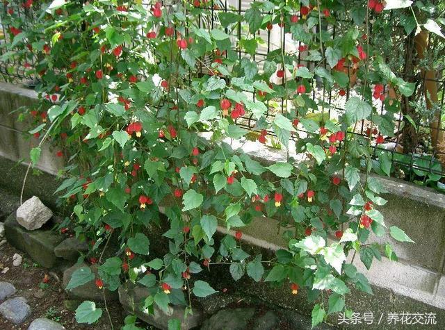 Several climbing vines that are very easy to bloom can grow vigorously by setting up a support in a flowerpot.