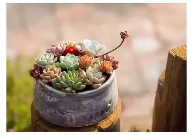 How to turn succulent plants with lights