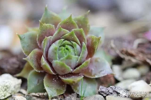 The causes and treatment of succulent plant decay may lead to the destruction of succulent plants.