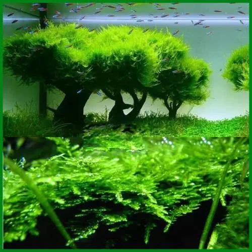 Small picture guide of aquatic plants-Moss