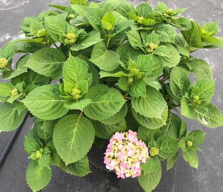 Raise hydrangea in autumn to take root with a branch cuttage, grow rapidly and blossom into a beautiful bouquet.