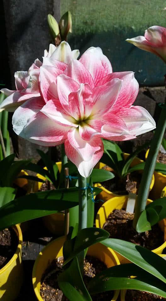 Raising Zhu Dinghong to cut leaves depends on the timing. Don't cut out all the flowers.