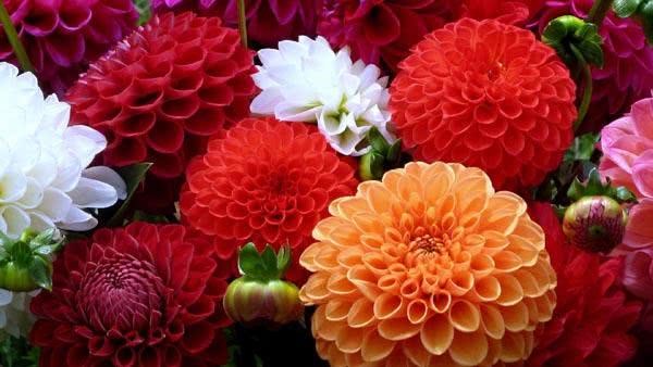 Is the disease can not avoid Dahlia suffering from dark stripes how to do?