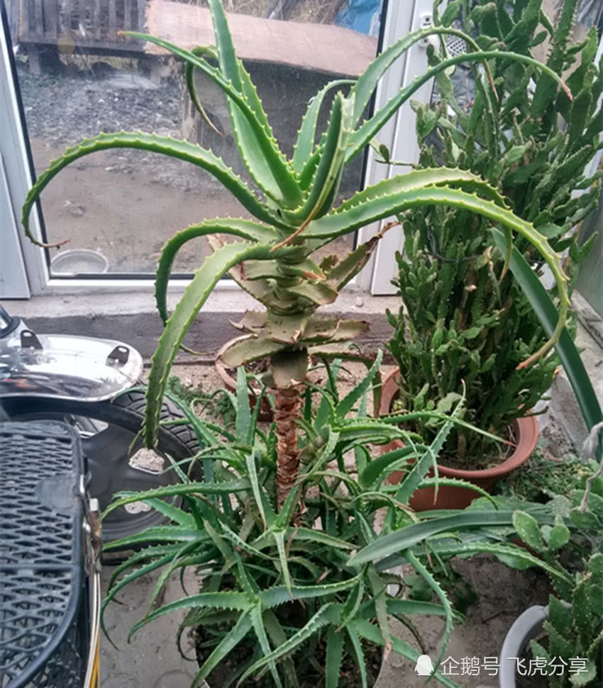 The miraculous Aloe vera grows into a small tree every year.