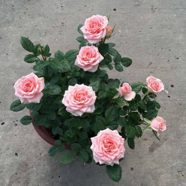 If there is something wrong with the rose, I can't raise the old flower farmer well so that it can get rid of the disease easily.