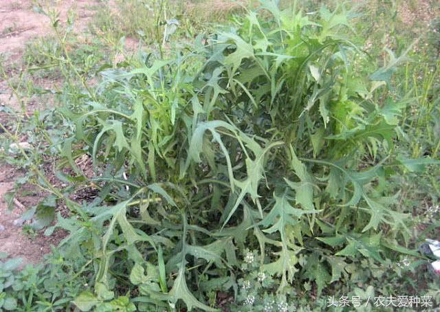 This wild vegetable has 100 times more calcium than tomatoes and natural calcium tablets.