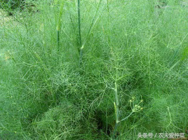 This kind of side dish is planted in a flowerpot for 12 yuan a jin and the seeds can be picked if you want to eat.