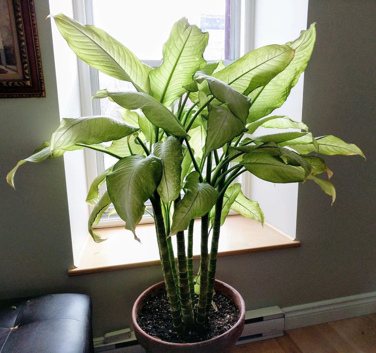 Five kinds of indoor plants suitable for planting in low light environment