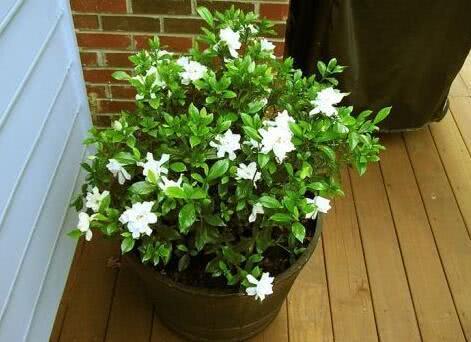 Five kinds of potted flowers are recognized as the most difficult to raise. Beginners are careful to raise one pot and the other dead.