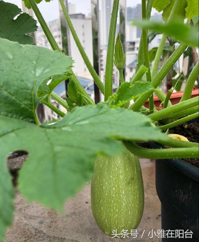 Growing vegetables at home, planting a handful of seeds in several boxes, planting a small vegetable garden, spring onions and chili peppers have been harvested continuously.