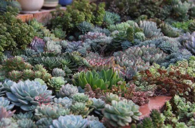 Who says succulent land can't be planted? This article hits the face every minute.