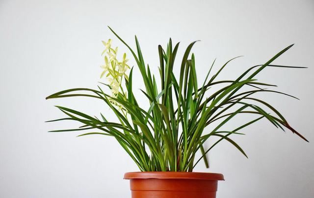 2 kinds of materials can change flowers, put 1 point fertilizer tube in the soil basin, 200 days flowers flourish