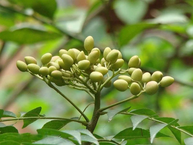 The seeds, bark and leaves of this tree can be used to kill insects and can be made at home.